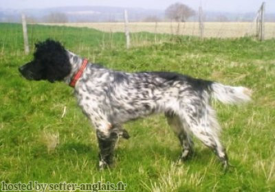 Setter Anglais CENZO DE LA DELLE DES POIRIERS Setter Anglais CENZO DE LA DELLE DES POIRIERS